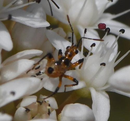 Réf. 283 913 : Rhynocoris sp.